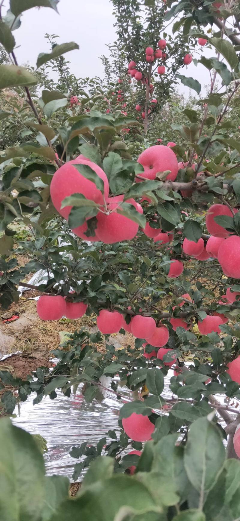 山西翼城万苗苹果生产基地