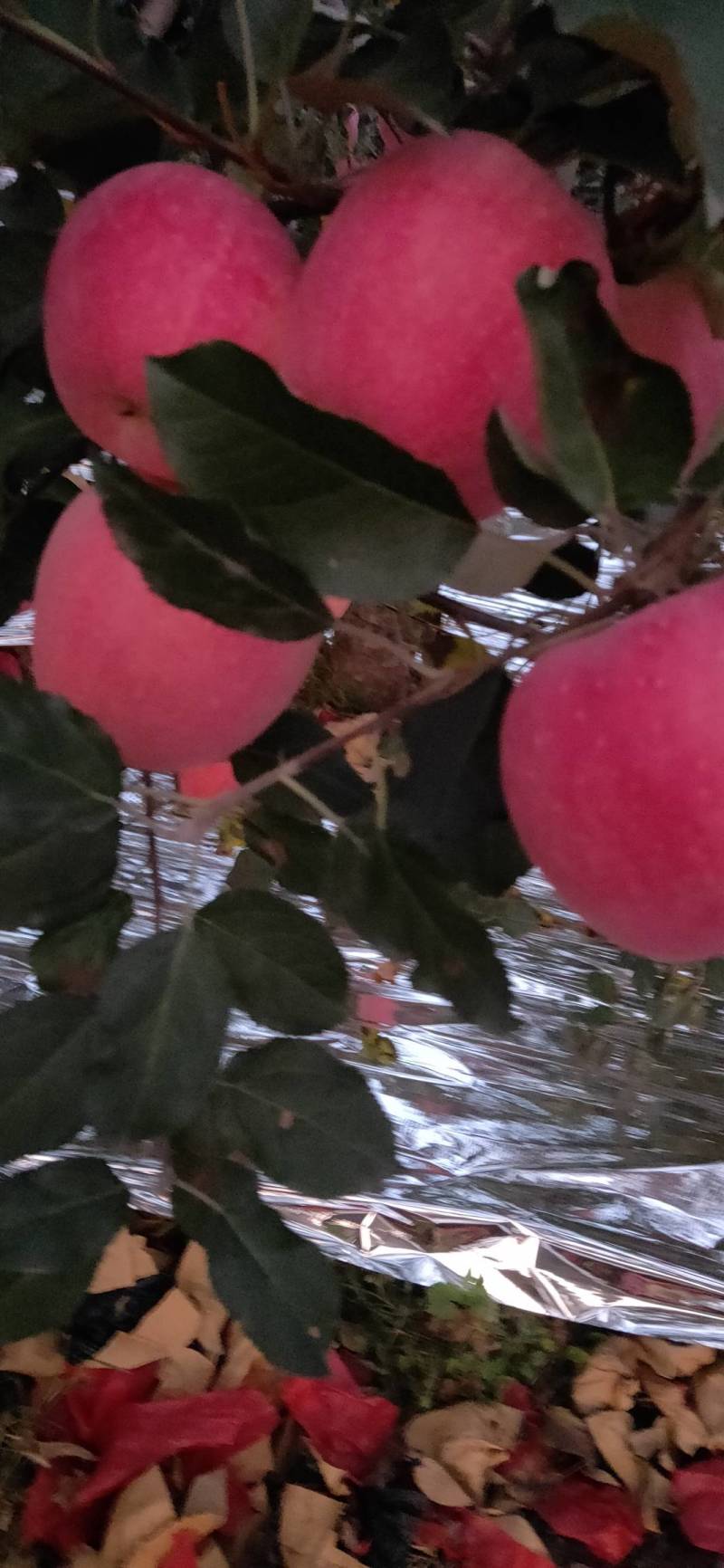 山西翼城万苗苹果生产基地