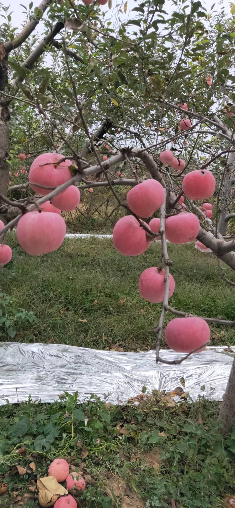 山西翼城万苗苹果生产基地