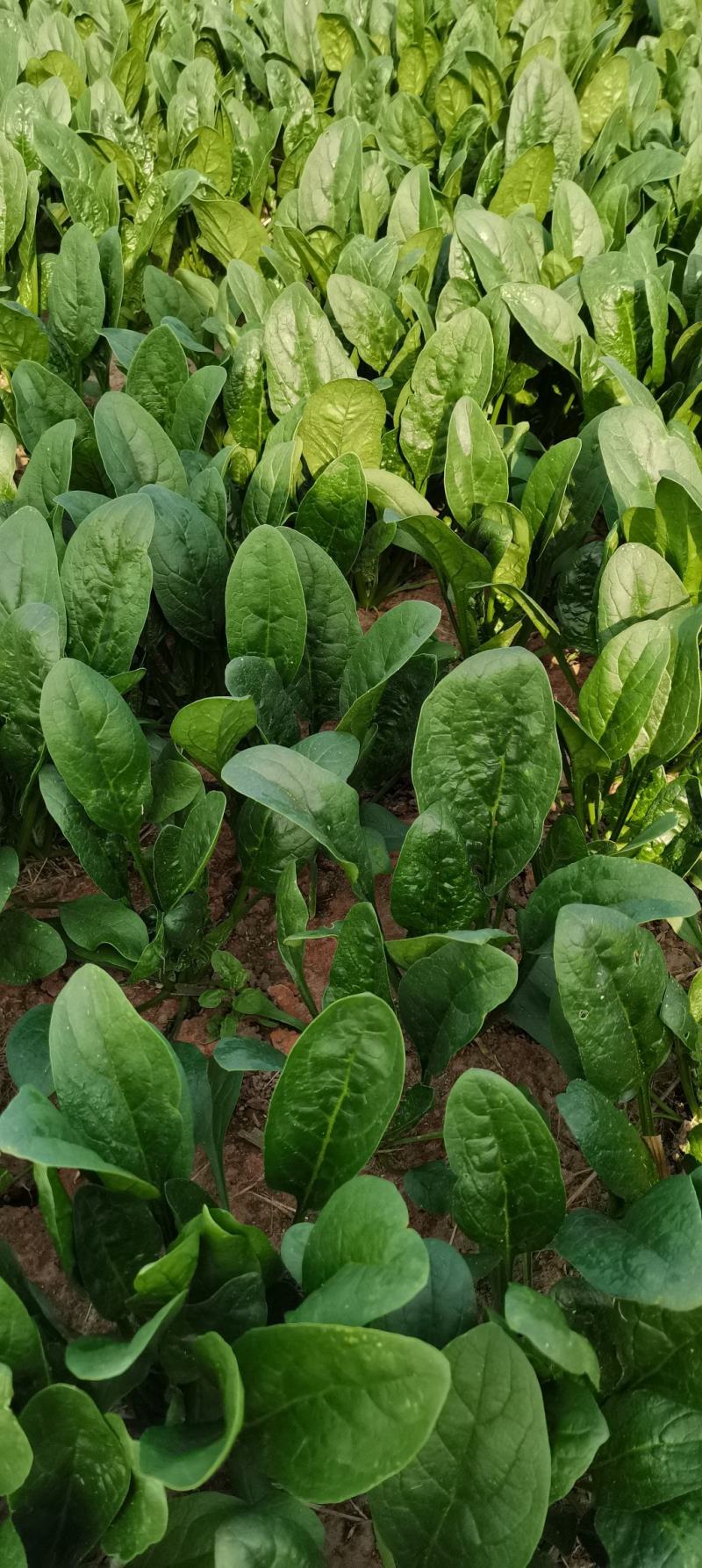 优质精品黑叶菠菜，开始大量上市。产地直供