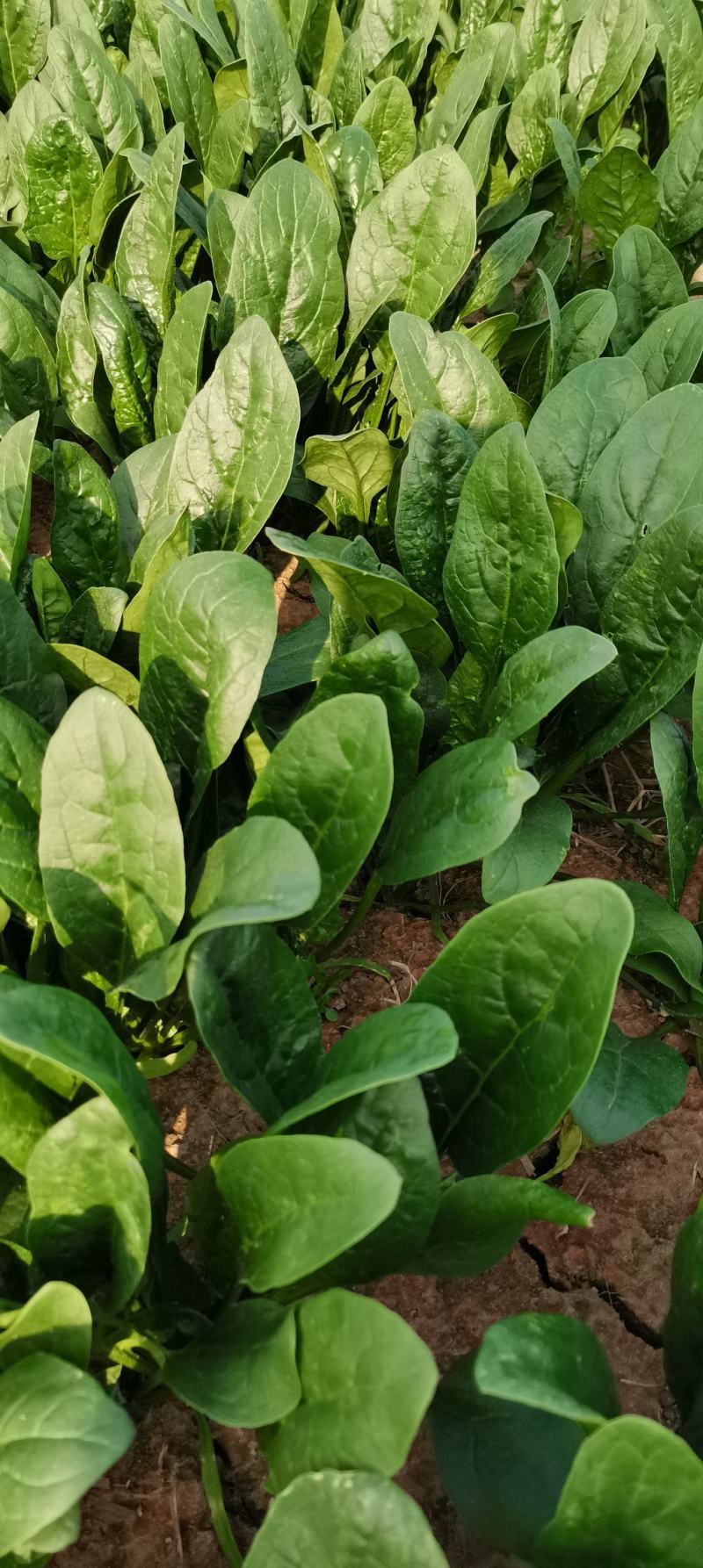 优质精品黑叶菠菜，开始大量上市。产地直供