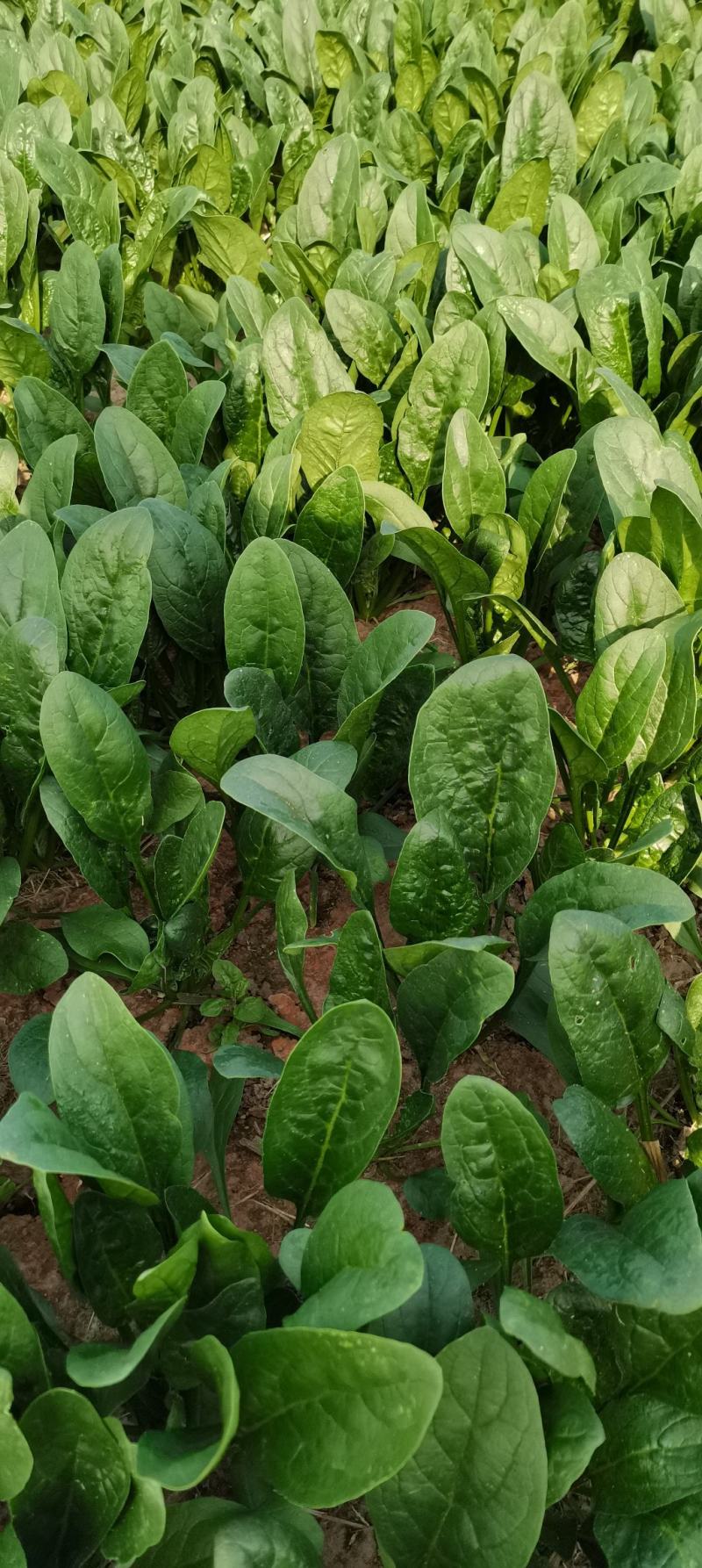 优质精品黑叶菠菜，开始大量上市。产地直供