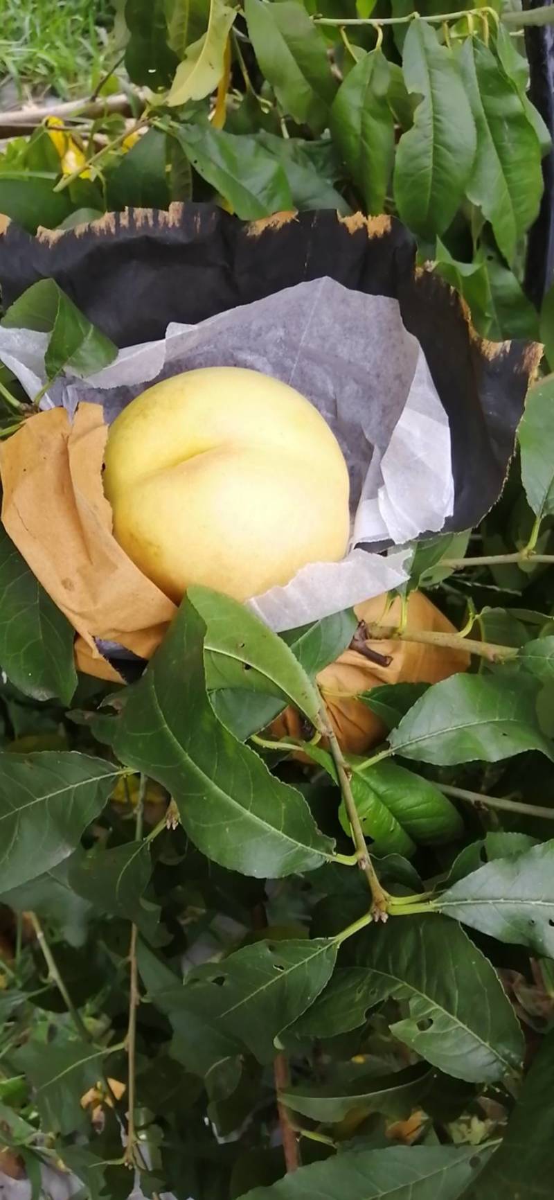 黄油桃九月开始下树的锦绣略有虎斑果质细腻口感甘甜耐储存
