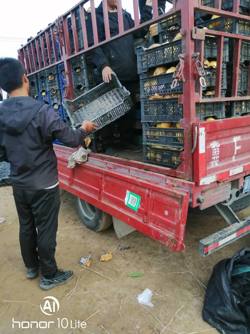 黄油桃九月开始下树的锦绣略有虎斑果质细腻口感甘甜耐储存