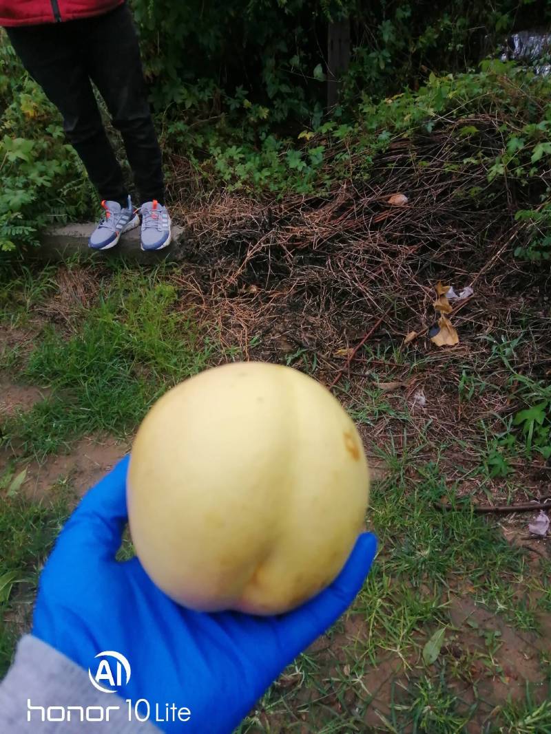 黄油桃九月开始下树的锦绣略有虎斑果质细腻口感甘甜耐储存