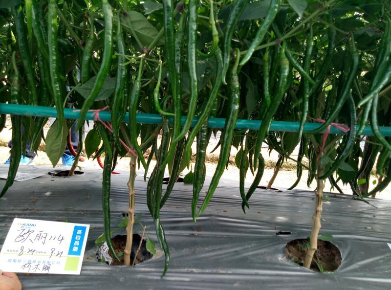 线椒种子欧丽114黑线辣妹子干红两用线椒种子