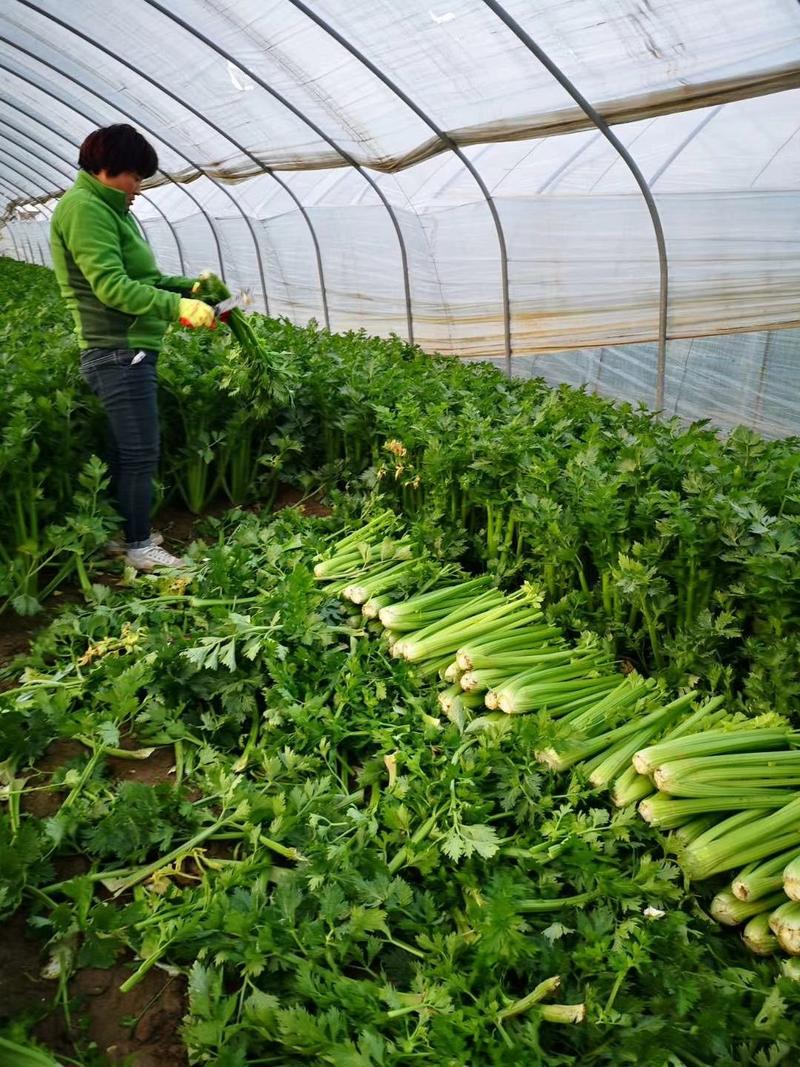 精品西芹即将闪亮上市