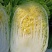 【精品推荐】矮颗黄心菜大量供应，质量好大中小颗