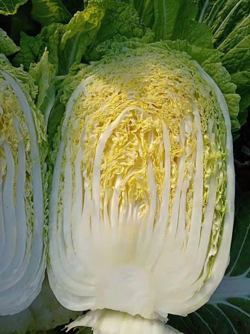 【精品推荐】矮颗黄心菜大量供应，质量好大中小颗