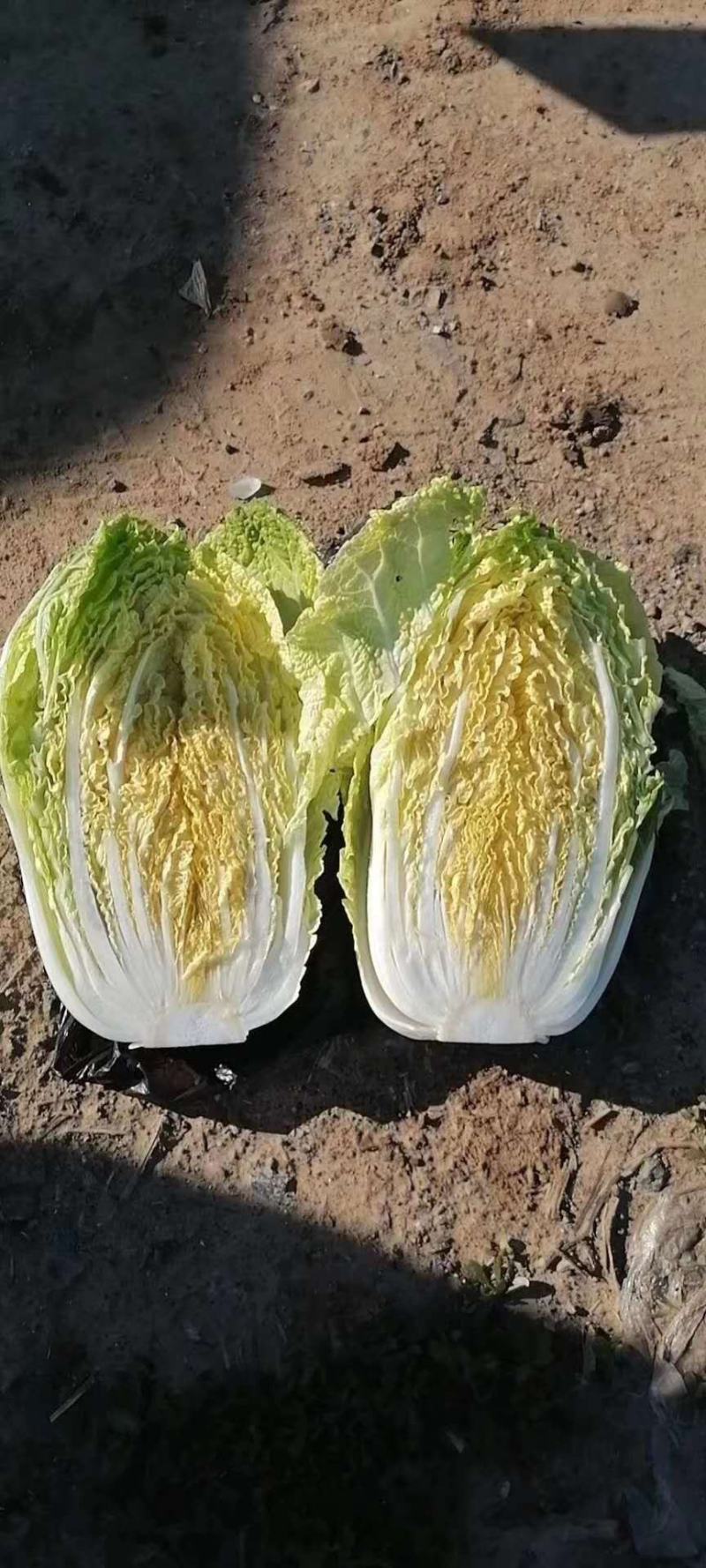 【精品推荐】矮颗黄心菜大量供应，质量好大中小颗