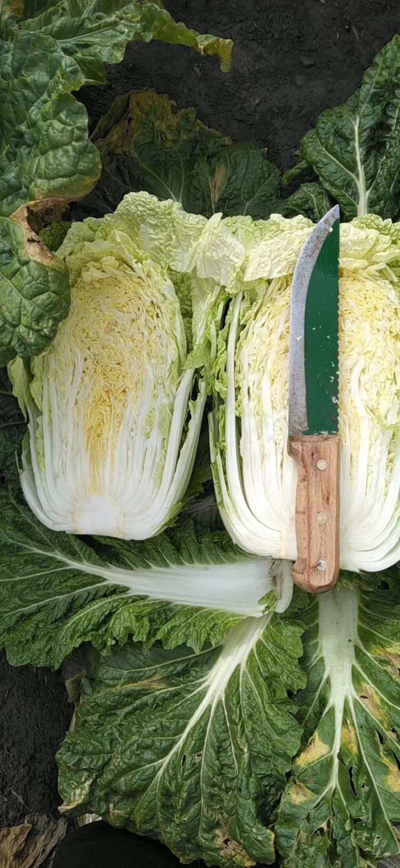 【精品推荐】矮颗黄心菜大量供应，质量好大中小颗