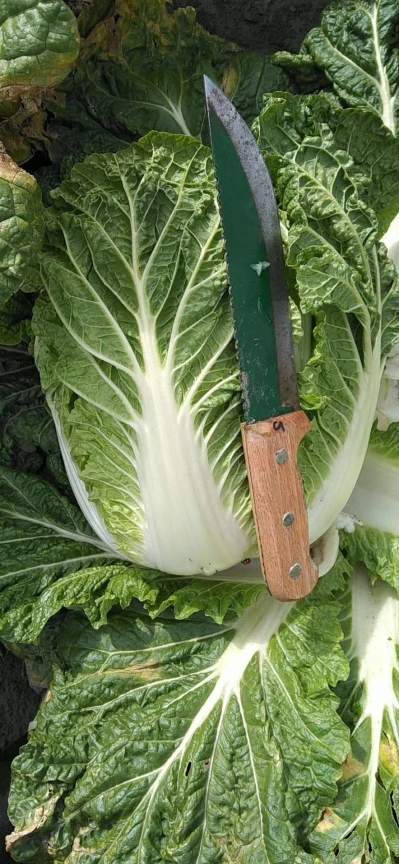 【精品推荐】矮颗黄心菜大量供应，质量好大中小颗