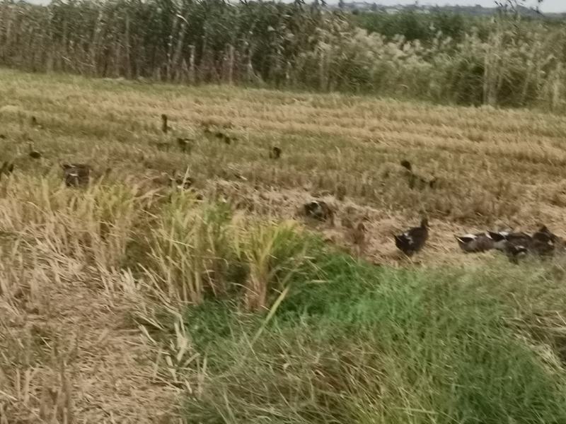 稻田放养鸭子，肉质鲜美！好吃放心！