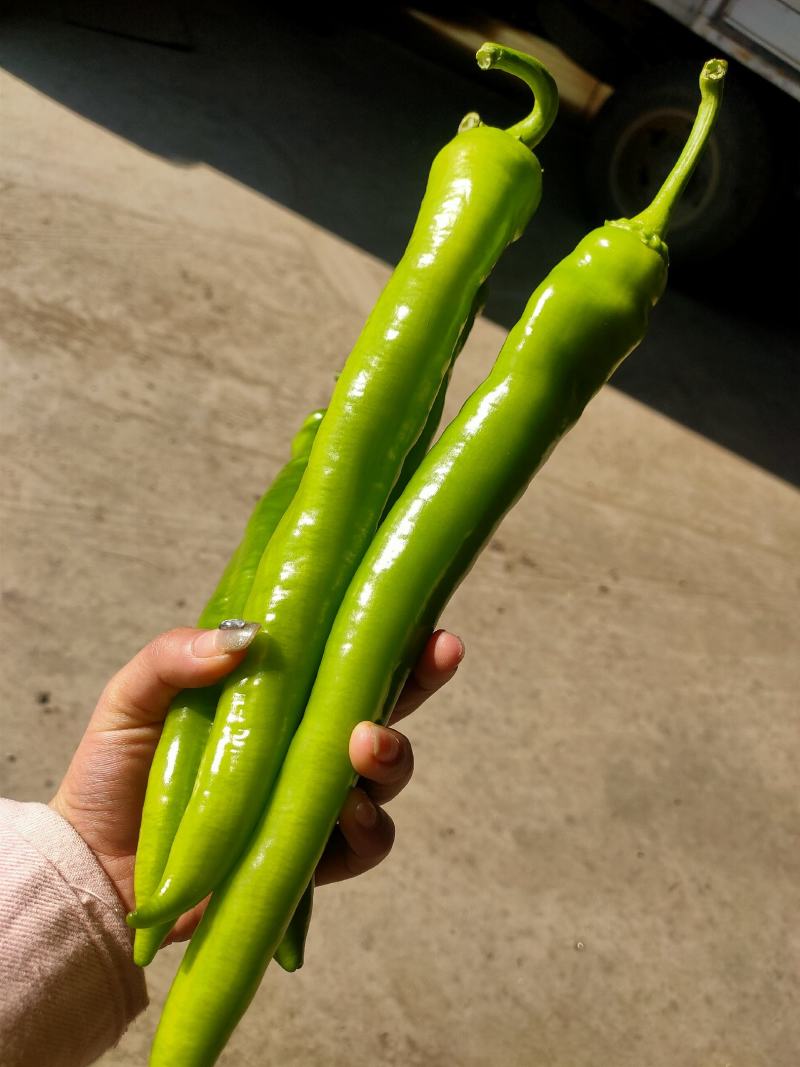 精品黄皮尖椒承接全国订单货源充足产地直发