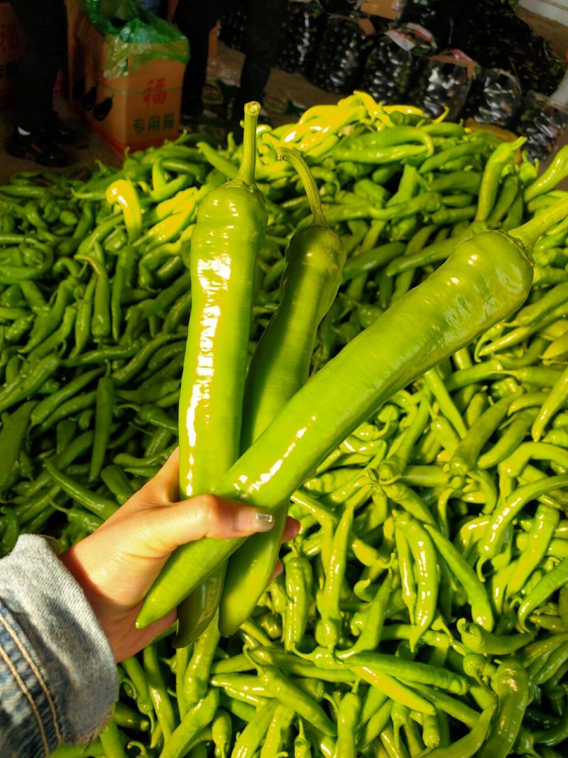 精品黄皮尖椒承接全国订单货源充足产地直发
