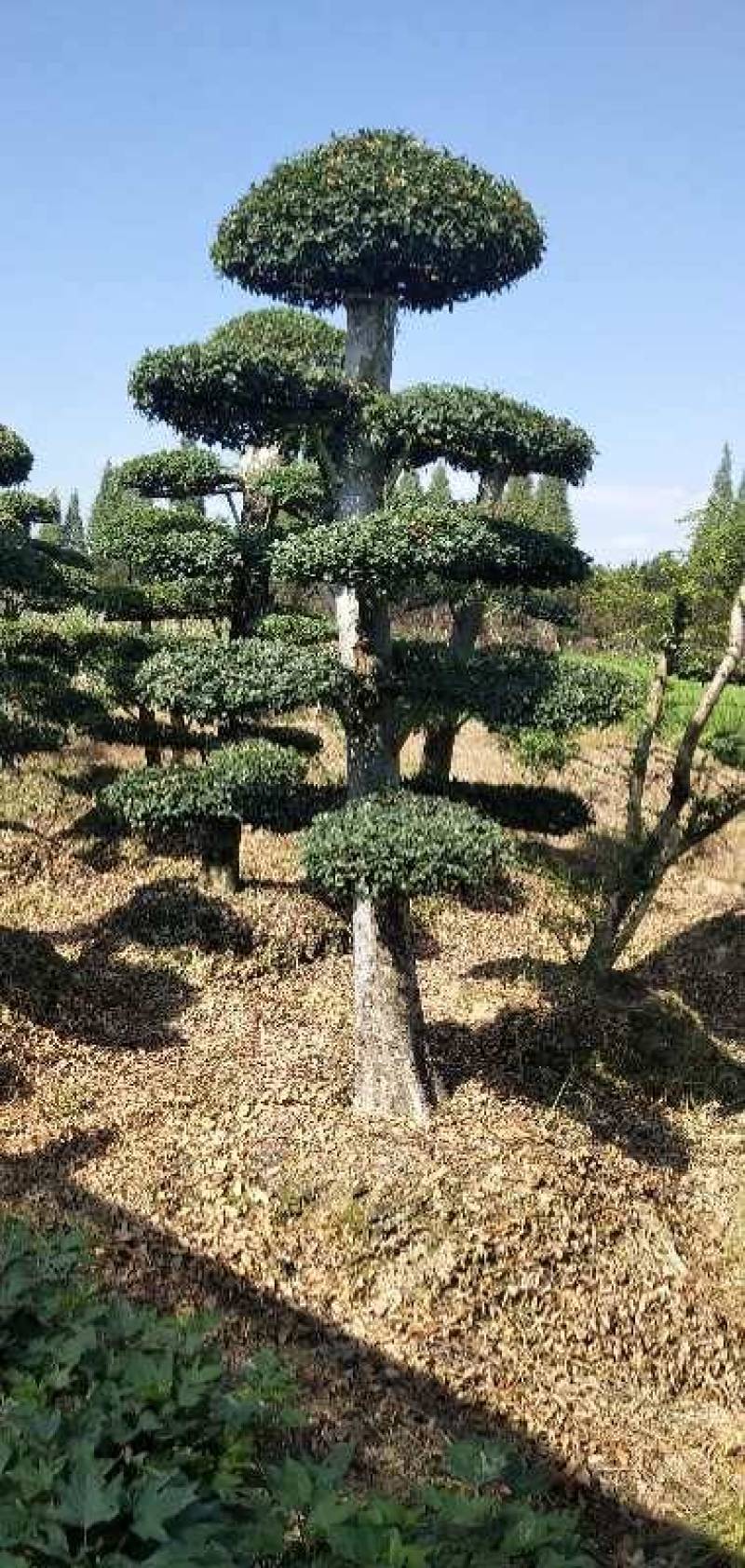 金园苗园长期供应各种造型盆景树，价格便宜，质量好，