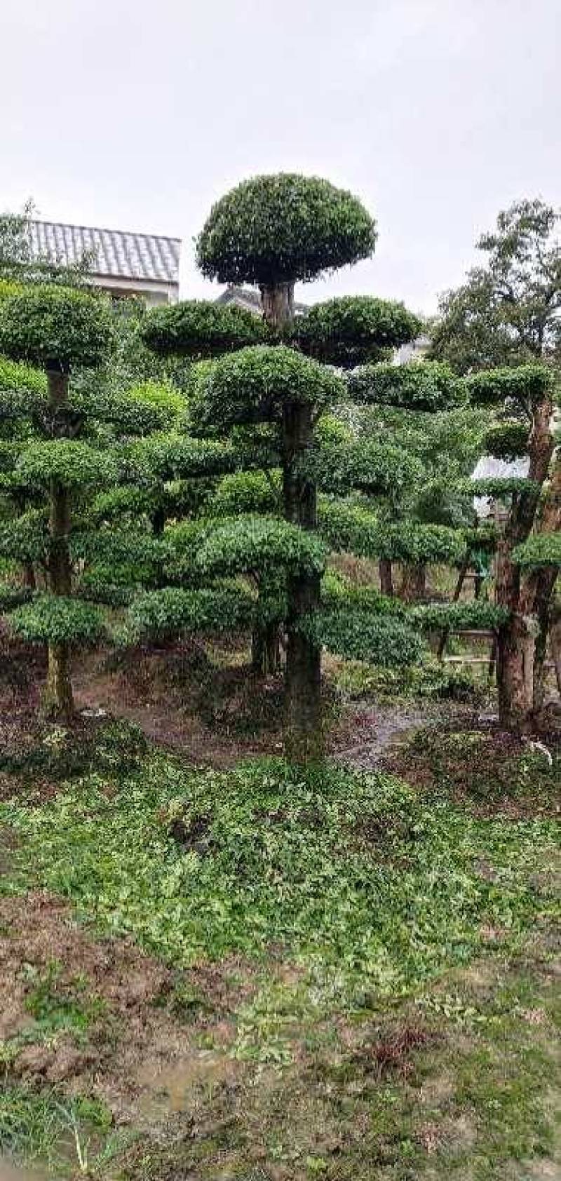 金园苗园长期供应各种造型盆景树，价格便宜，质量好，
