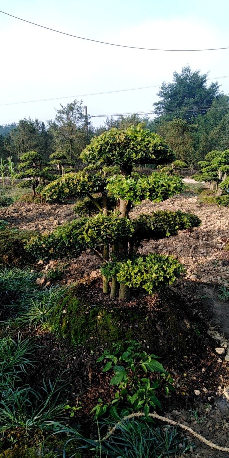 金园苗园长期供应各种造型盆景树，价格便宜，质量好，