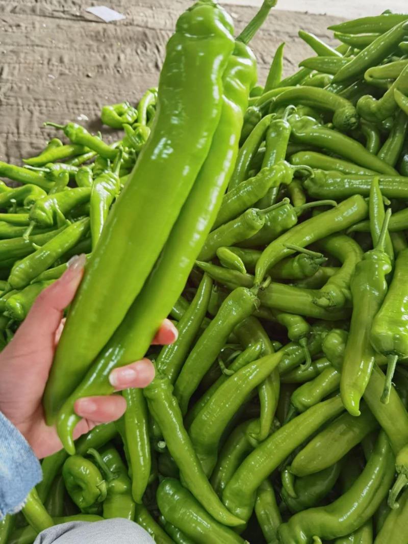 精品黄皮尖椒承接全国订单货源充足产地直发