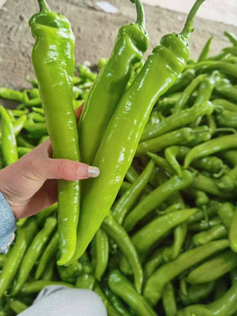 精品黄皮尖椒承接全国订单货源充足产地直发