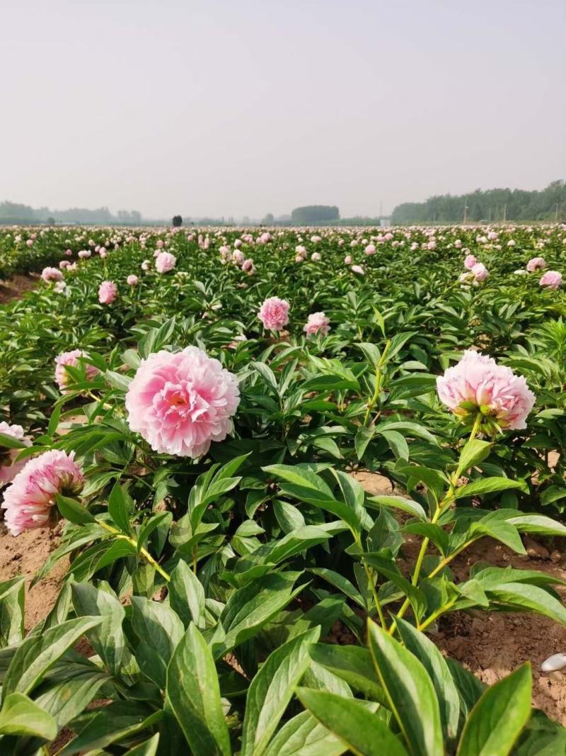 芍药花，观赏重瓣芍药花苗，千层重瓣花，现要现挖，保证质量