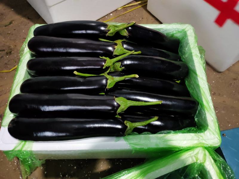 茄子辽宁茄子紫长茄产地直发品种保证欢迎来电咨询