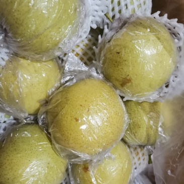 大量出售优质苹果，红香酥梨