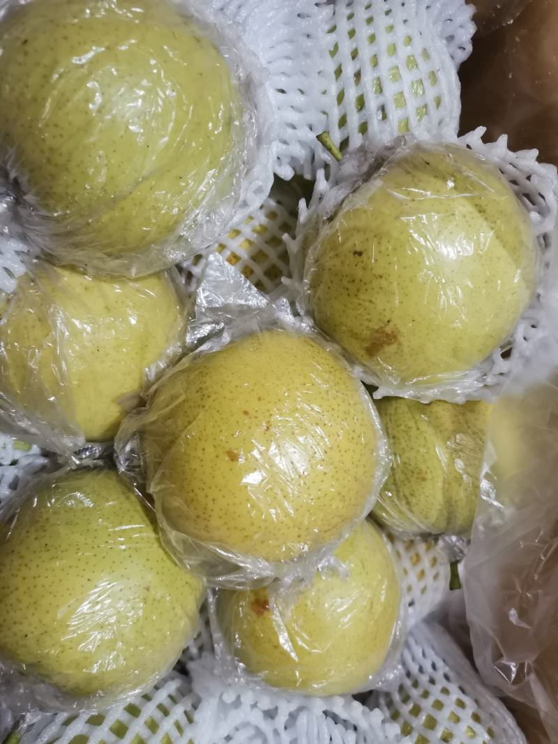 大量出售优质苹果，红香酥梨