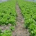 散叶生菜散叶生菜散叶生菜散叶生菜散叶生菜