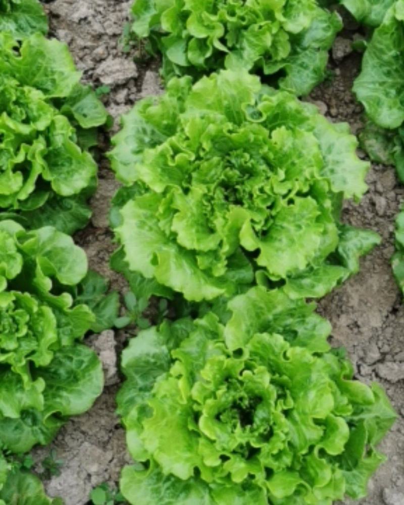 散叶生菜散叶生菜散叶生菜散叶生菜散叶生菜