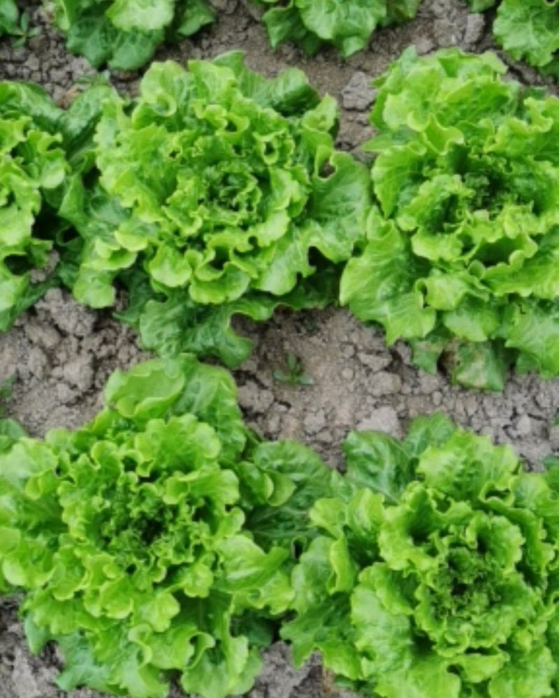 散叶生菜散叶生菜散叶生菜散叶生菜散叶生菜