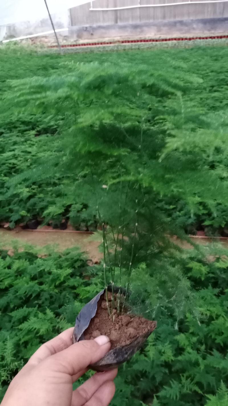 文竹，青州文竹种植基地批发价格