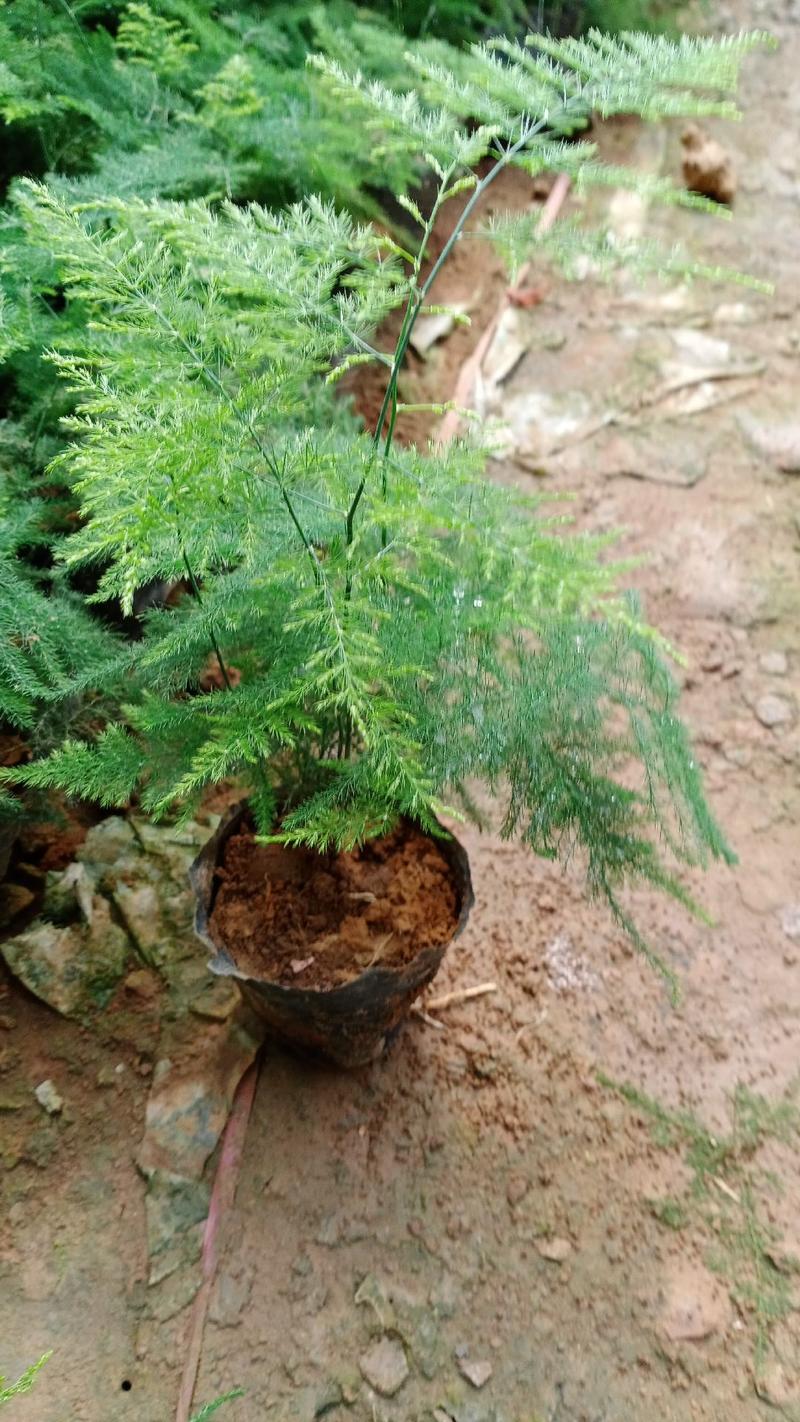 文竹，青州文竹种植基地批发价格
