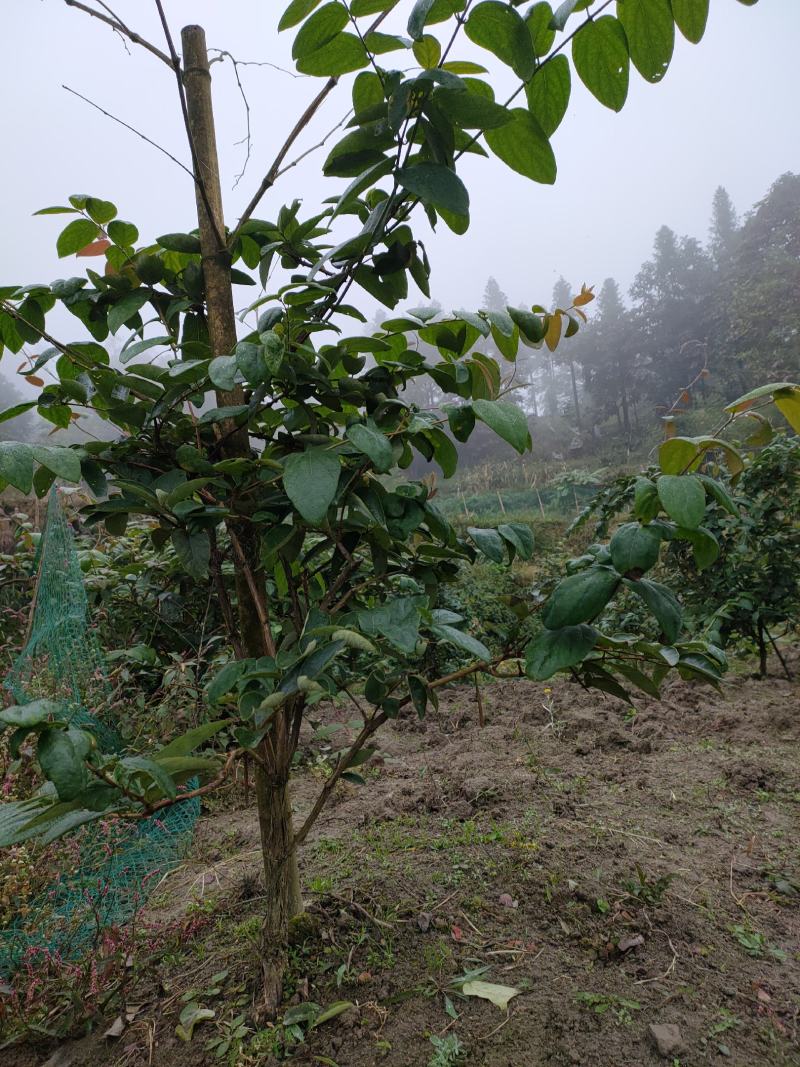 隆回县金银花嫁接苗基地直销，品种(金翠蕾，银翠蕾，白云)