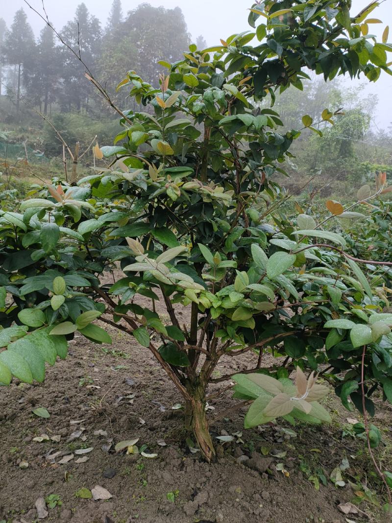 隆回县金银花嫁接苗基地直销，品种(金翠蕾，银翠蕾，白云)