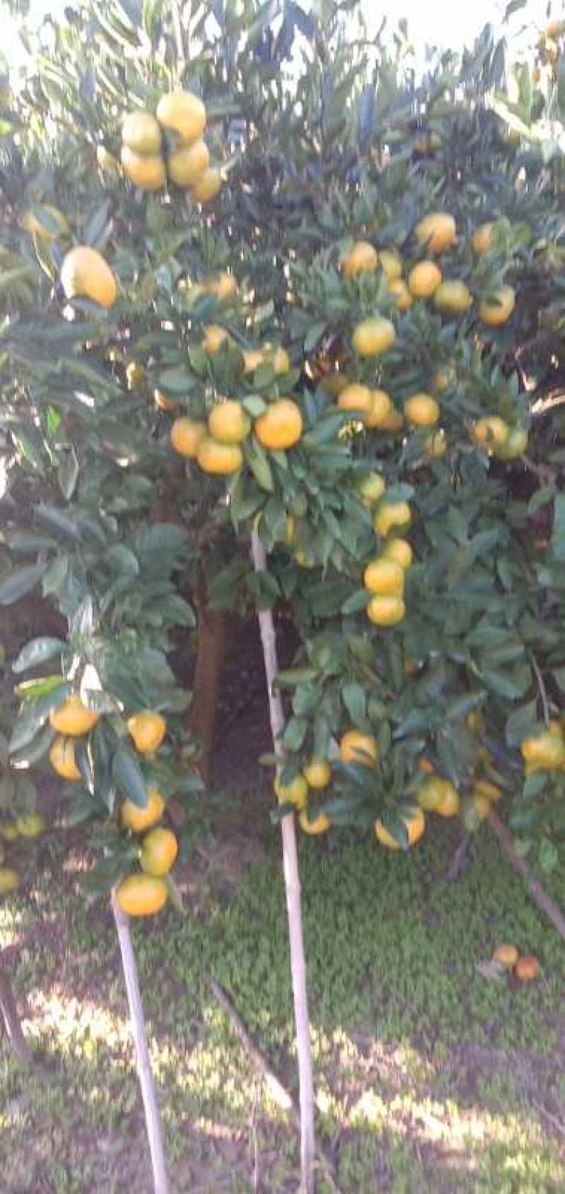 宫川蜜橘，早熟，上市。