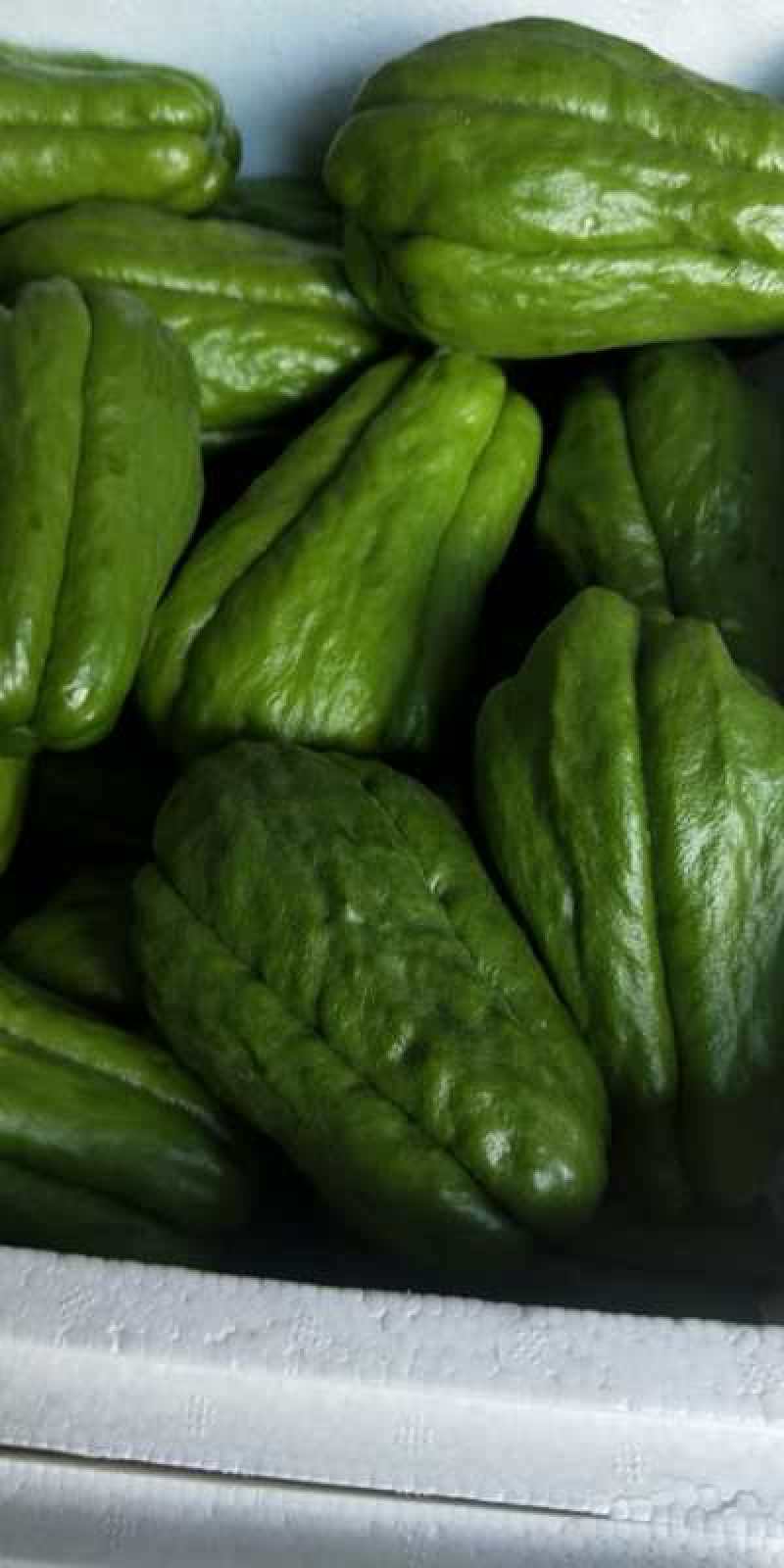新品种墨绿佛手瓜和瓜种，以及老品种应有尽有，欢迎选购