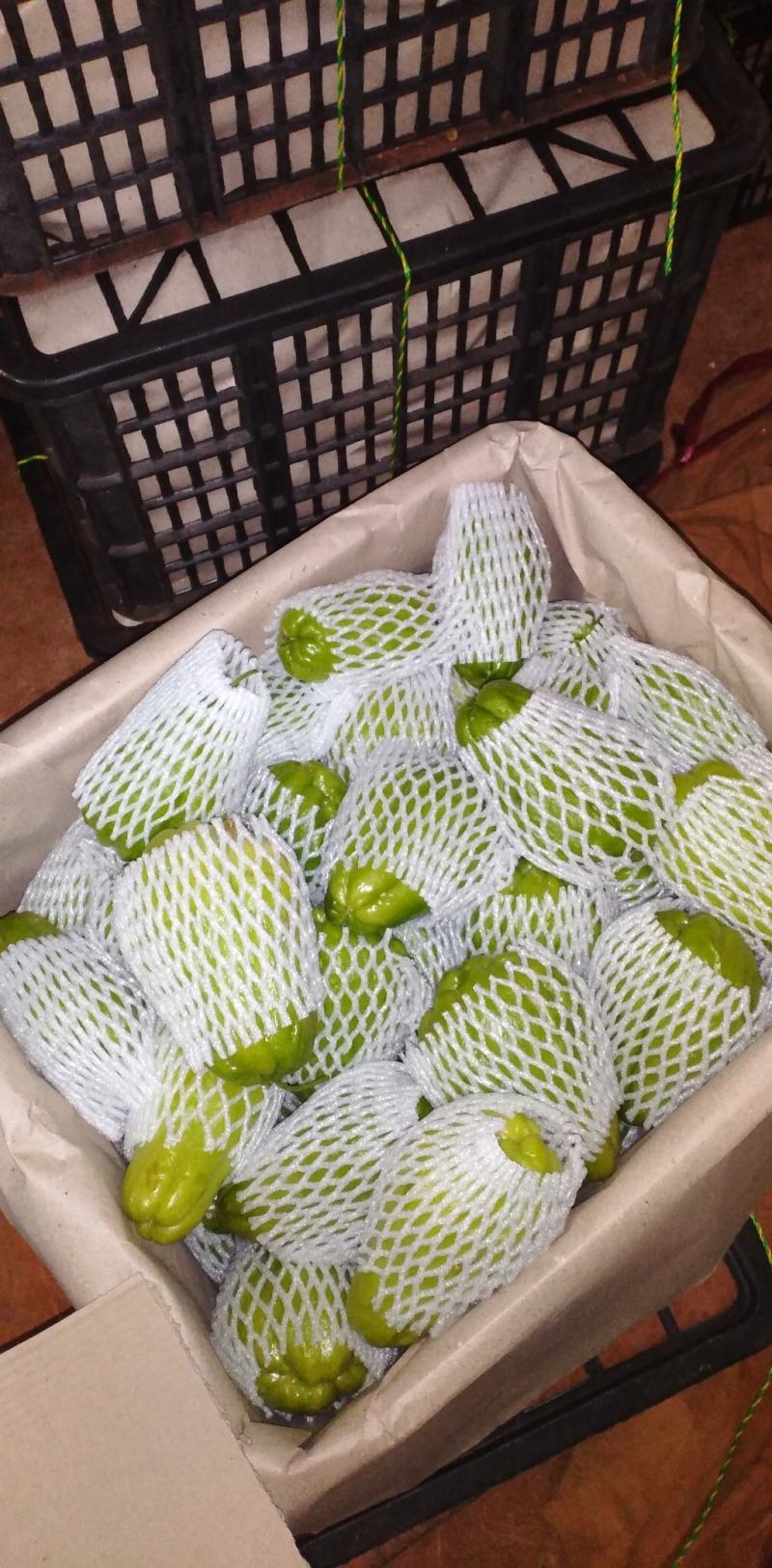 新品种墨绿佛手瓜和瓜种，以及老品种应有尽有，欢迎选购