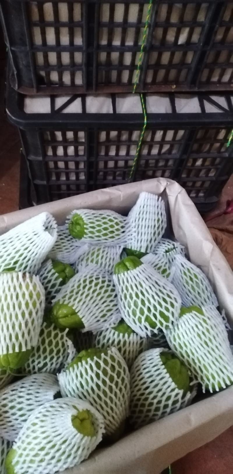 新品种墨绿佛手瓜和瓜种，以及老品种应有尽有，欢迎选购