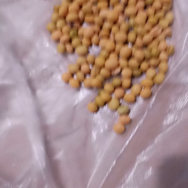 大豆大小均匀籽粒圆润