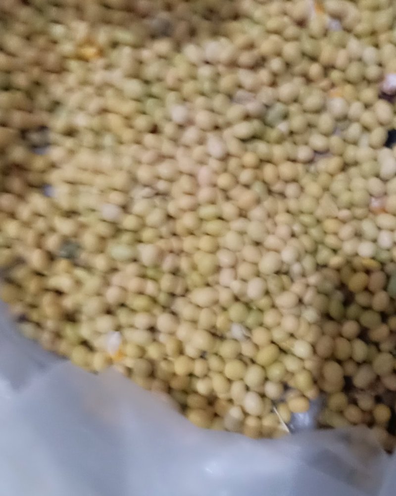 大豆大小均匀籽粒圆润