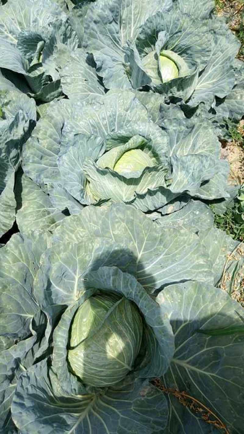 本地蔬菜量大品质特优！！！！