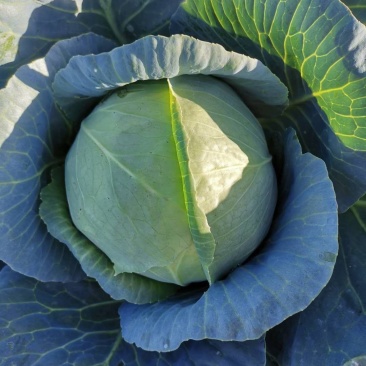 本地蔬菜量大品质特优！！！！