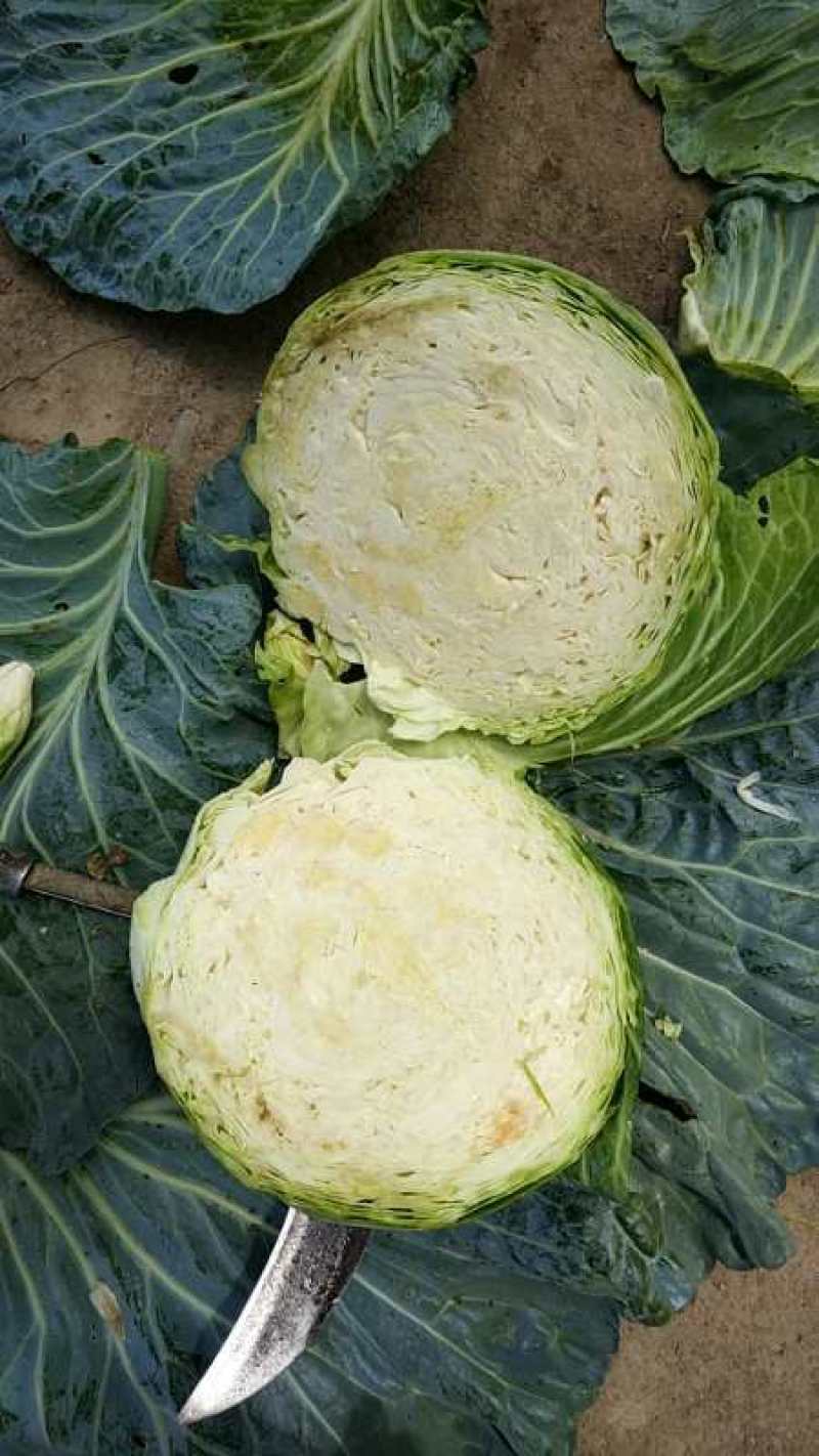 本地蔬菜量大品质特优！！！！