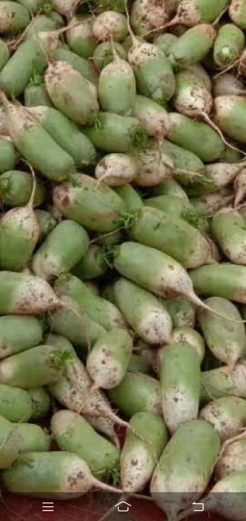 本地蔬菜量大品质特优！！！！