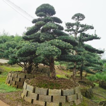 湖南罗汉松基地直销罗汉松树造型罗汉松，罗汉松盆景