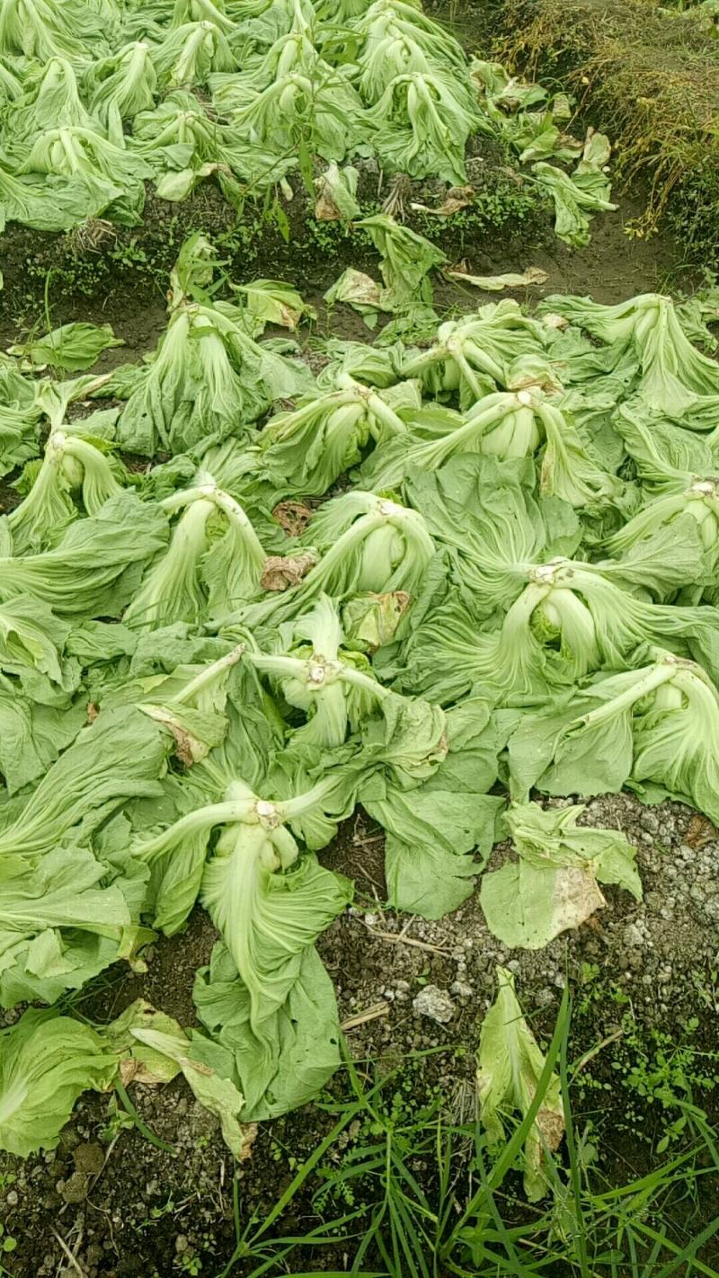 芥菜，基地货源，货好量大。。。