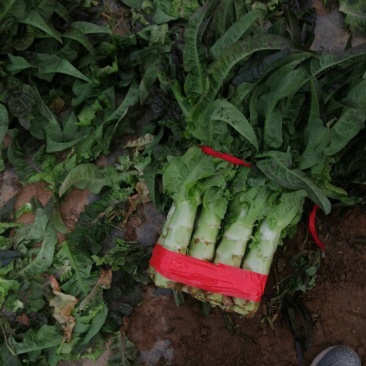 莴笋河南开封通许大量供应，产地直销，一手货源