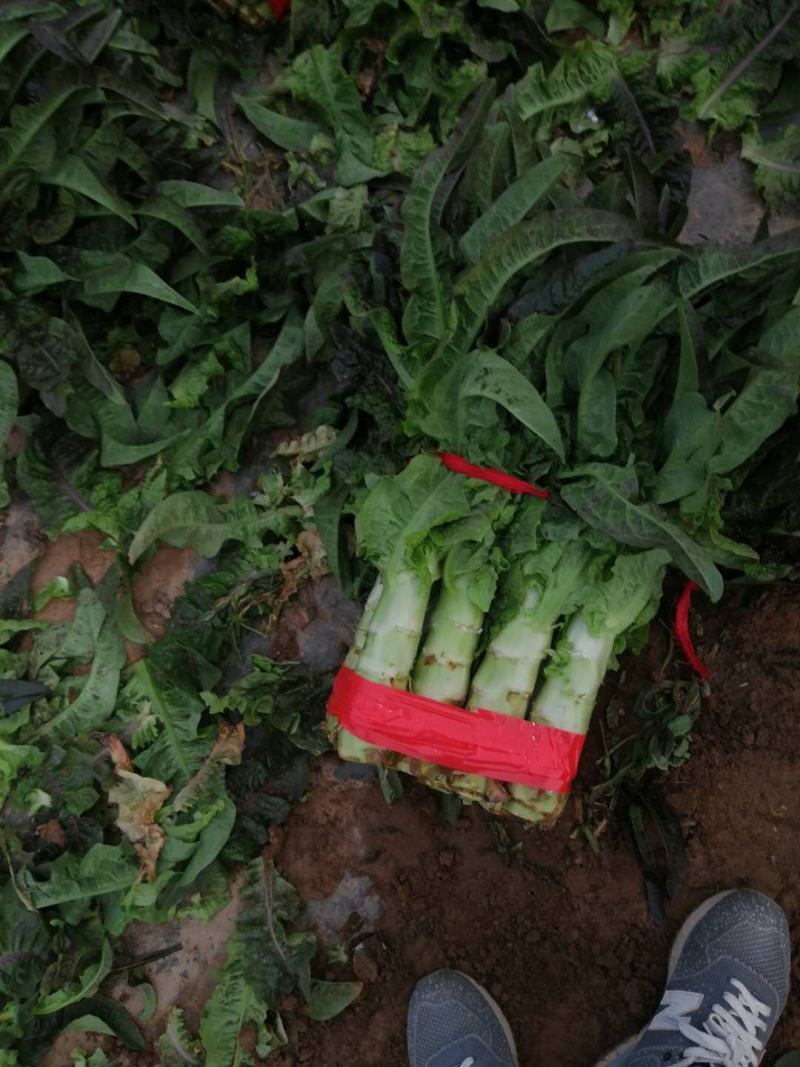 莴笋河南开封通许大量供应，产地直销，一手货源