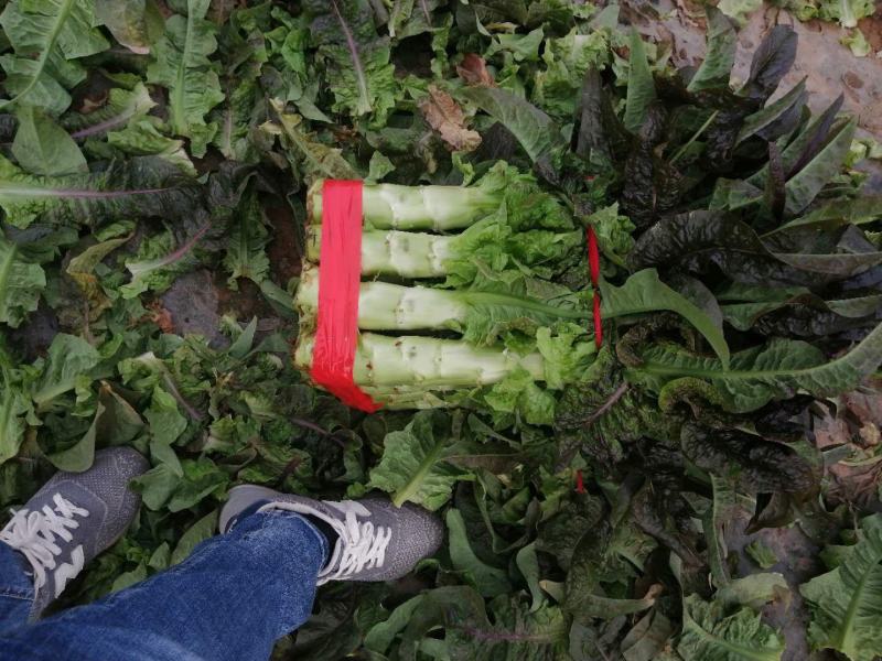 莴笋河南开封通许大量供应，产地直销，一手货源